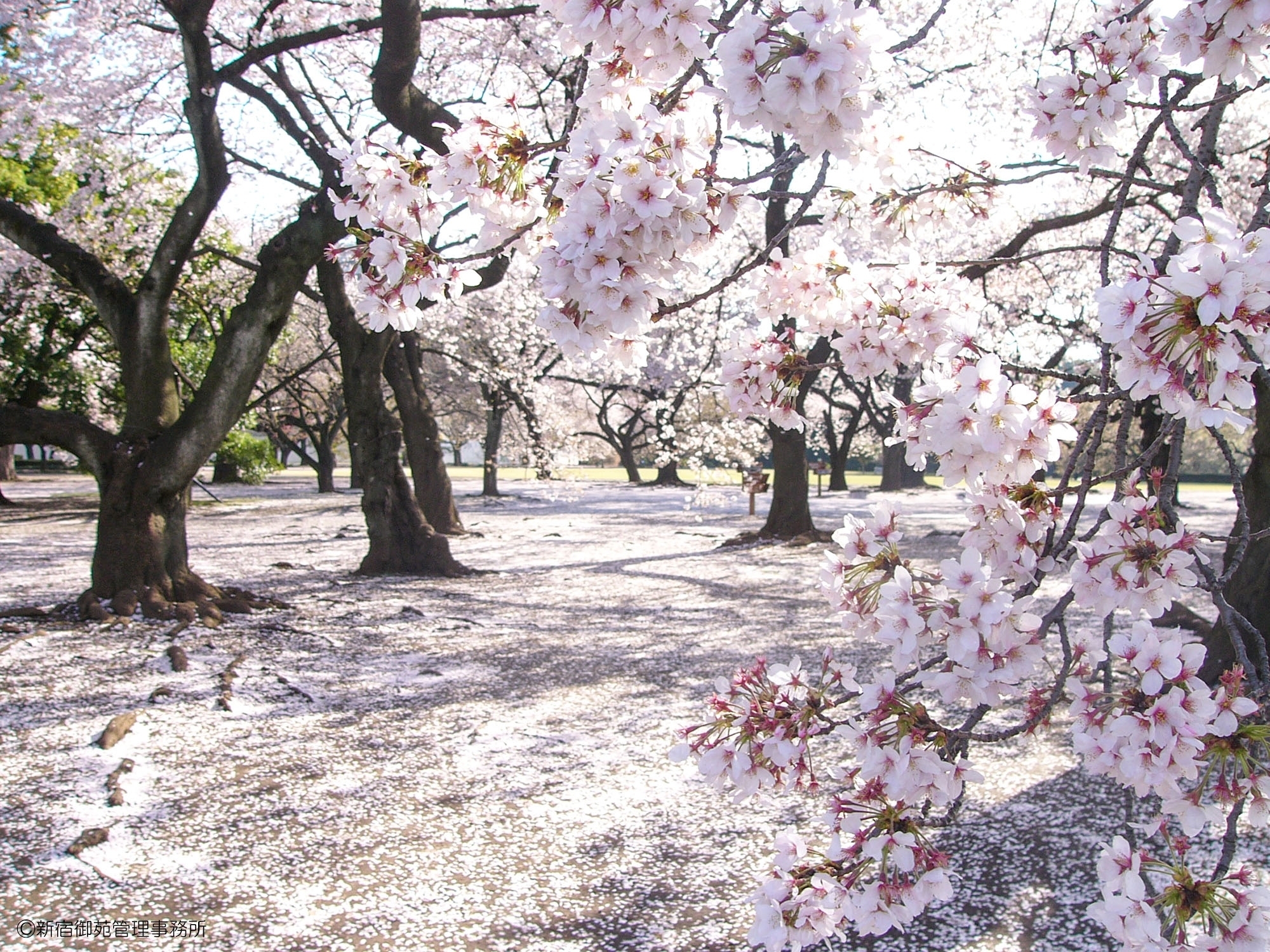 東京桜スポット｜新宿御苑 × illi Stays